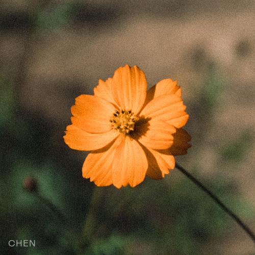 金钟大CHEN单曲《Before the Petals Fall》-免费音乐网